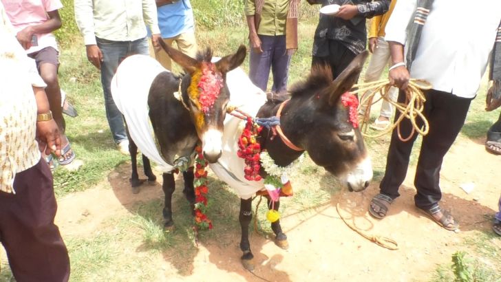 https://salarnews.in/public/uploads/images/newsimages/maannewsimage13082026_203059_donkeys wedding.jpg